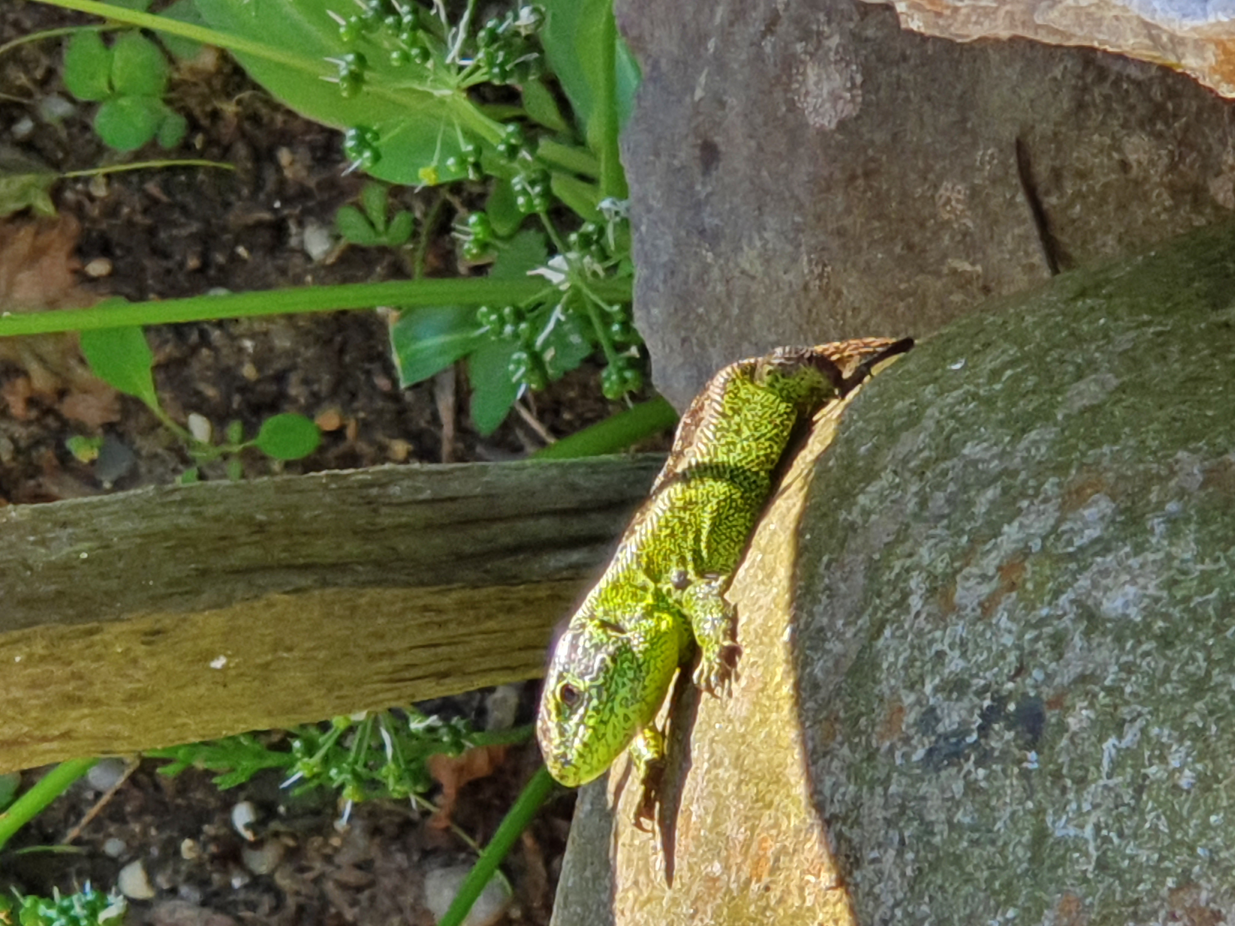 Tiere im Garten