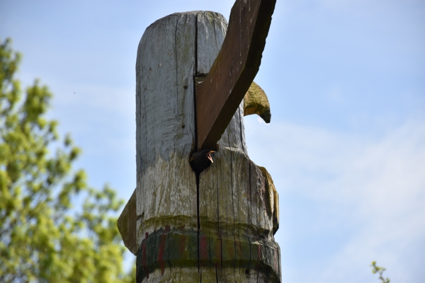 Brutmöglichkeiten im eigenen Garten