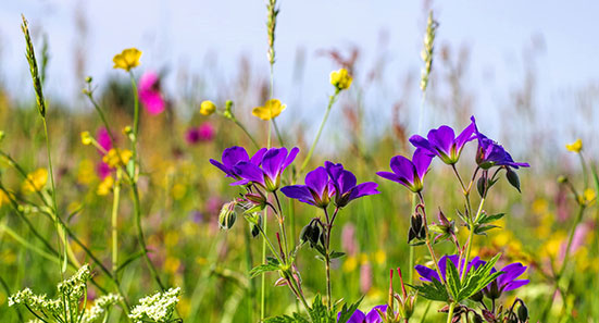 Naturnahe Neuanlagen