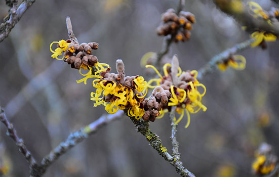 Der Frühling grüßt