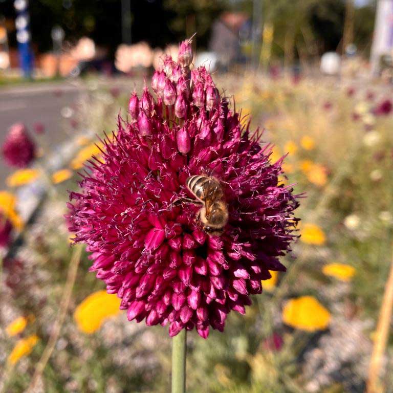 Öffentliche Flächen für mehr Artenreichtum
